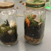 Two terrariums are next to each other, both with seashells.
