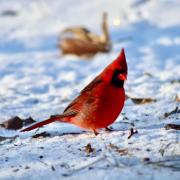 Photograph of a red cardinal on snowy ground.