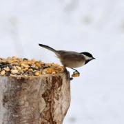 Photograph of a bird on a tree stump taking seeds.