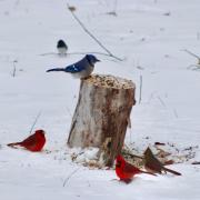 Photograph of a blue jay on a snowy tree stump and a red cardinal below.