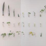 Photograph of the plant propagation corner. Image shows rows of plant cuttings hanging from the wall.