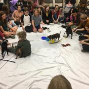 Teens and tweens play with the puppies.