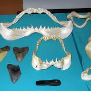 Table of shark teeth