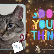 PetGram example from UNF. Photograph of a cat named Finn. Text reads: Do your thing