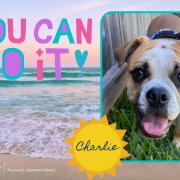 PetGram example from UNF. Photograph of a dog named Charlie. Text reads: You can do it
