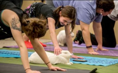 Patrons doing yoga with rabbits