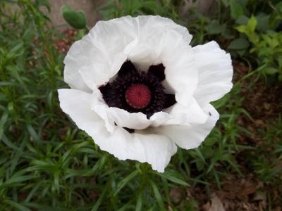 Poppy