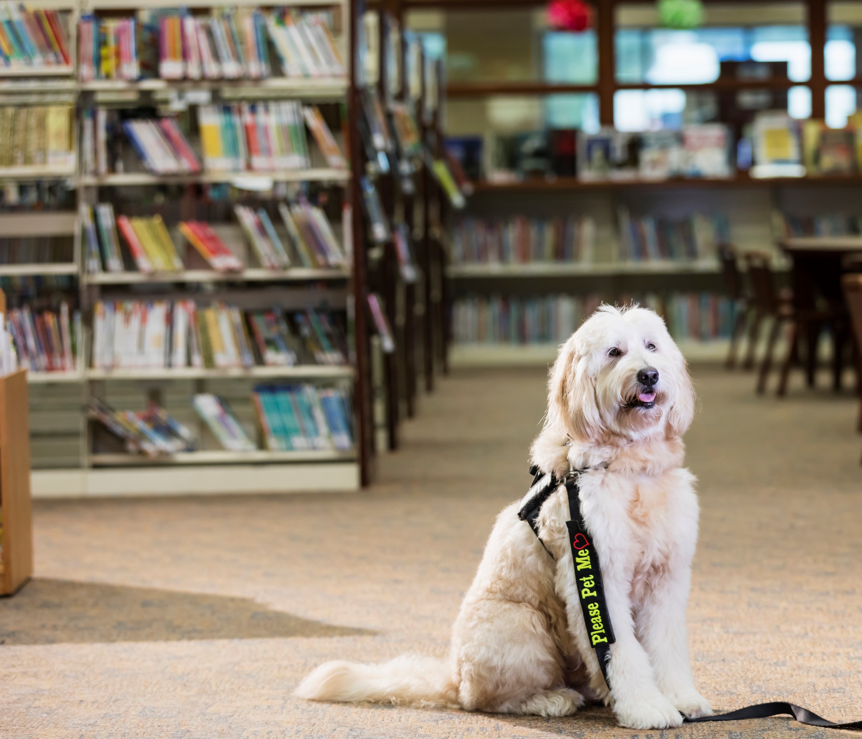 Photograph of a therapy dog sitting in a library.